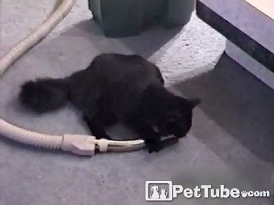 Vacuum Owns Kitty
