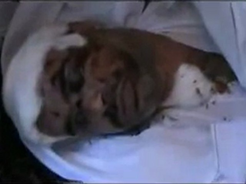 فري برس   حمص  حي دير بعلبة الشهيد عبد الحكيم العلي 5 10 2011