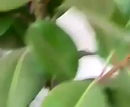 فري برس ادلب سرجة تحفر جدران أحد المنازل من جراء اطلاق النار 9 10 2011