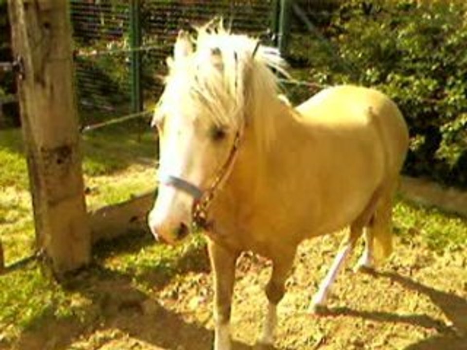 poly lady guismo en prairie