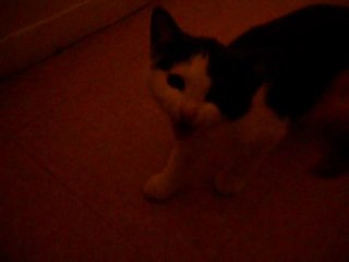 Gloups : 1ère séance de sociabilisation