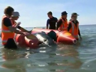 Whales stranded in New Zealand
