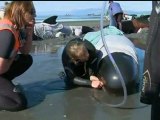 Pilot whales beached on Farewell Spit, New Zealand