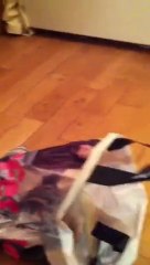 Diwal et le furet fou