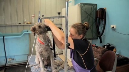 Cattery Kennels Killarney Killarney Kennels VIC