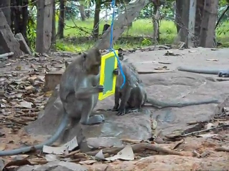 Macaques crabiers -Sihanoukville Janvier 2012 - 2