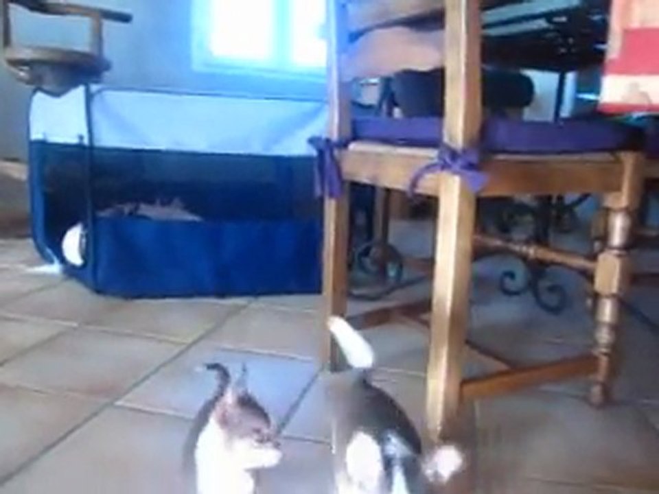 MVI_4112Vidéo de Gossi, à presque trois mois !