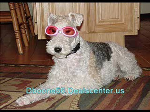 Lucy the Great Dane Chasing Other Dogs