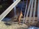 Un chien monte une échelle
