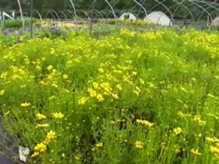 Answer to Prayer—In Your Own Backyard - CBN.com