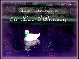 OISEAUX DU LAC D'ANNECY 7.2009