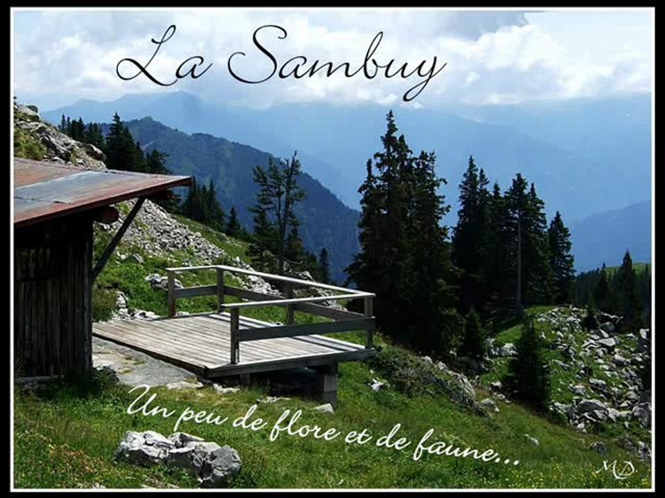 SAMBUY flore et faune 7.2009