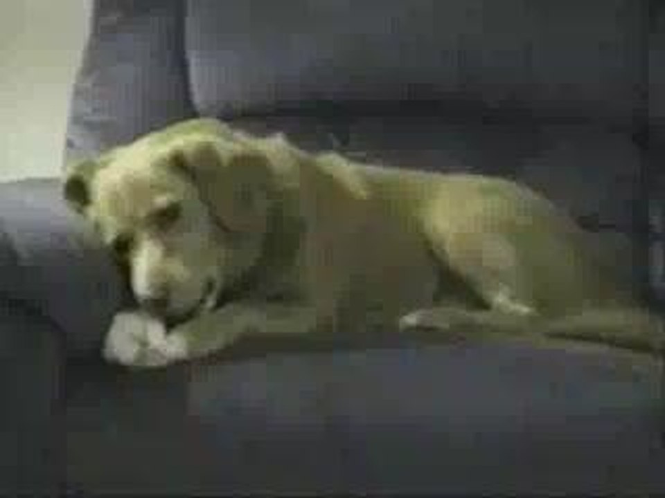 Chien-bete