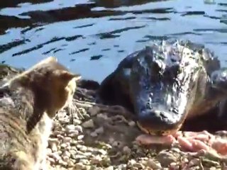 Minik Kedi Timsahı Madara Etti