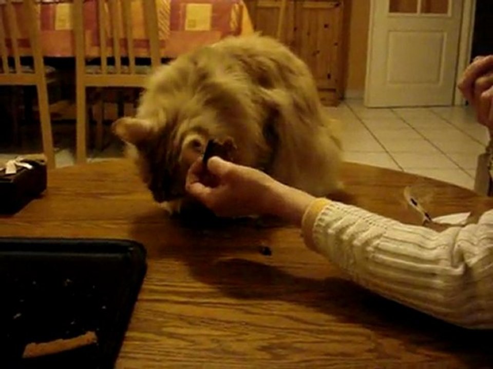 Cosmos aime le pain d'épices