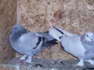 (:---GÜVERCİNİM GÜZEL YARİM---:)