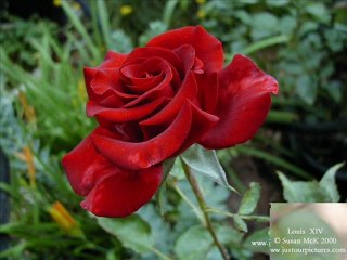 ÜÇ DAL GÜL-ARİF NAZIM