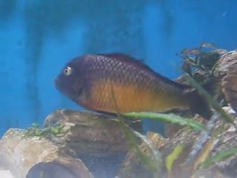 Tropheus Moorii İlangi Dişinin Yumurta Alışı