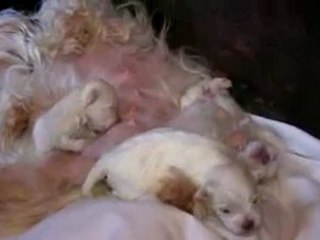 Maltese Puppies - 2 weeks old in HD