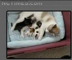 Amazing Mommy Cat Nurses Rejected New Born Chihuahua Puppies