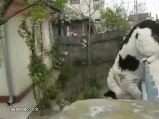 A arte de pular a cerca