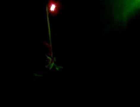 فري برس حلب حي المرجة اعتصام المرجة 4 1 2012 ج6