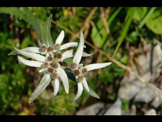 Floare de Colţ [versuri]