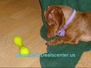 extra large doghouse