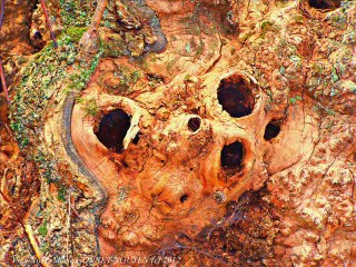 #029 Surprises! Surprises!