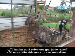 Honey I Shrunk the Horse