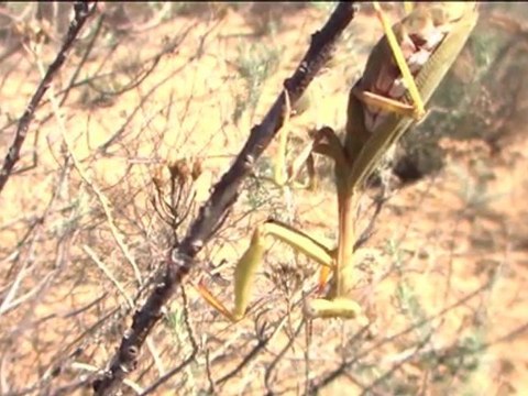 知られざる野生 「カカトアルキ～生きていた太古の昆虫」 20100218