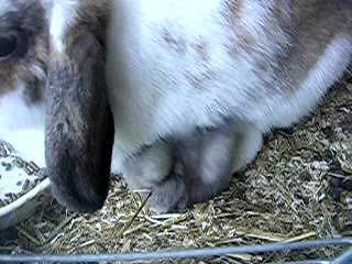 13ie jour  bébés canelle 012