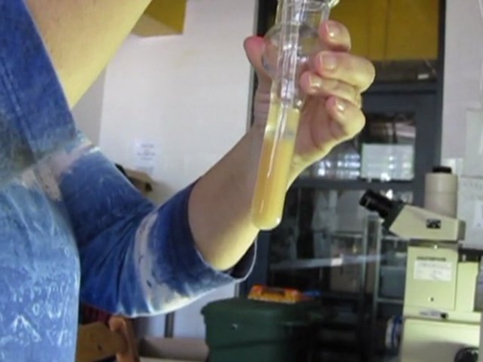 Tiefgefrorene Korallen sollen Meeresriffe in Australien retten