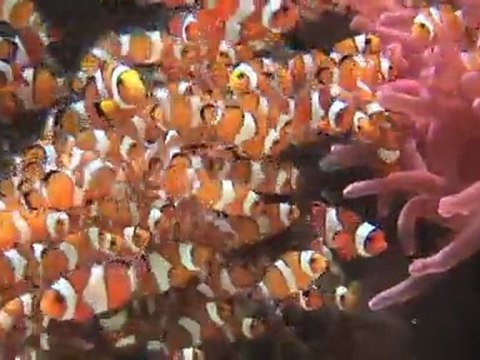 Nos Poissons clowns font leur cirque