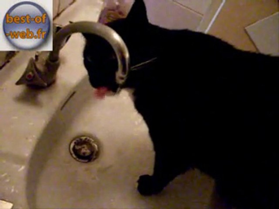 Matou le chat qui aime boire directement à la source