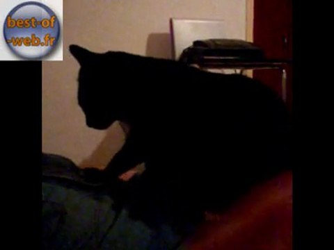 Matou le chat qui fait des massages