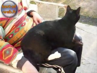 Matou le chat qui fait du manège sur mes jambes