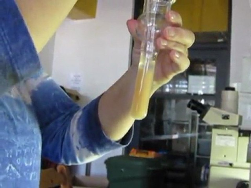 Tiefgefrorene Korallen sollen Meeresriffe in Australien retten