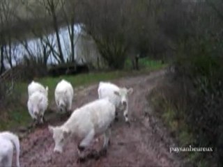 rentrée des génisses ...