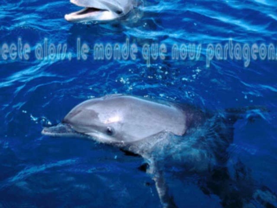 THE DOLPHINS