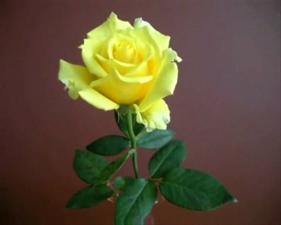 AMOUR DES FLEURS