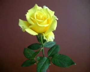 AMOUR DES FLEURS