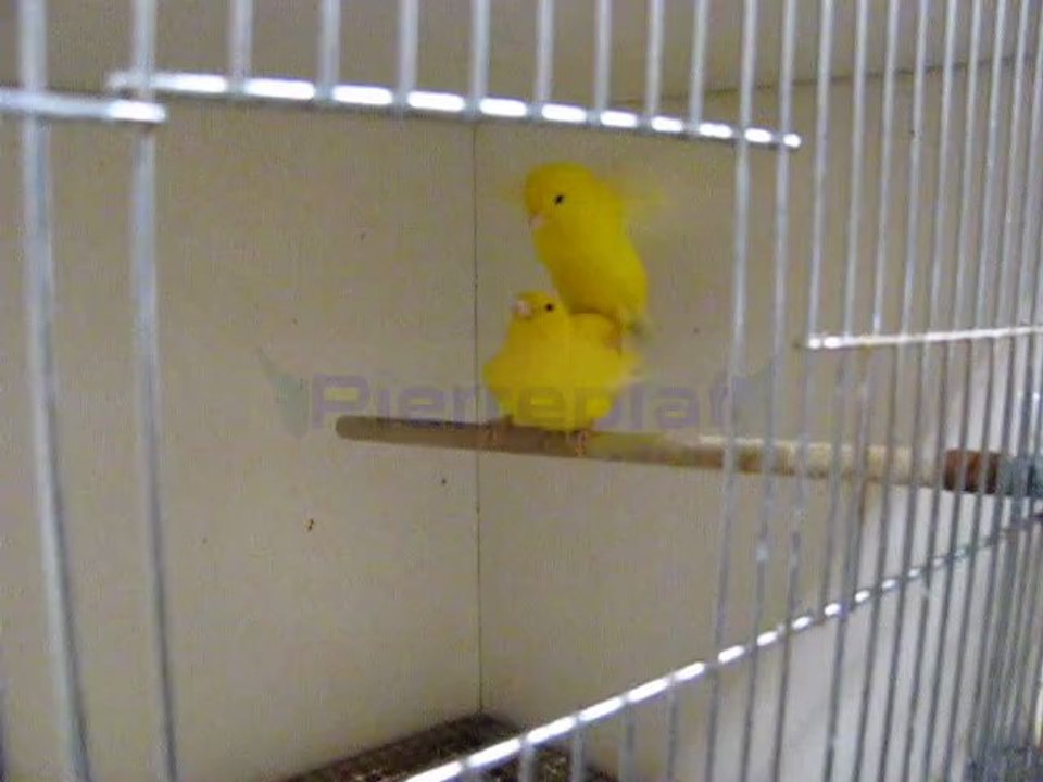 accouplement impromptu canaris