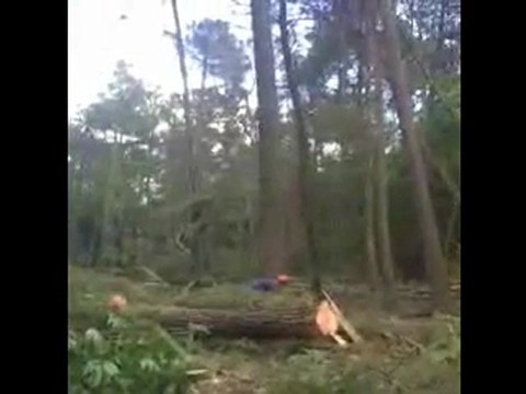 Trois arbres, ma 46 et moi