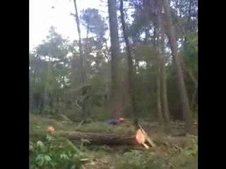 Trois arbres, ma 46 et moi