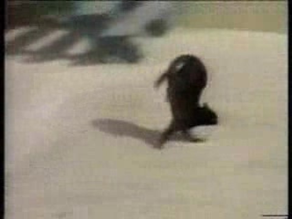 funny_cats 1