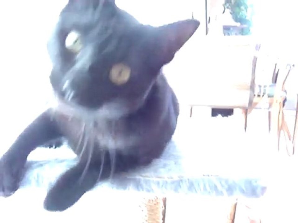 Chat pas si mignon !