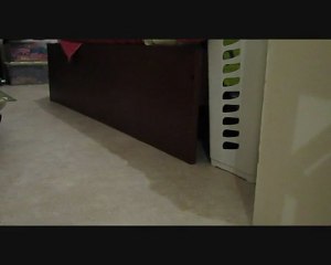 jeux de chats