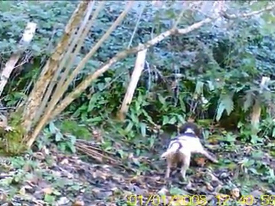 ocak 2012 kalealtı  culluk avı