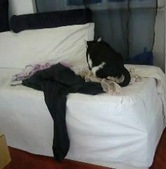 gatto sterilizzato che GIOCA.